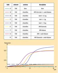 Diagnostic d’un virus émergent par RT-PCR quantitative - crédits : Encyclopædia Universalis France