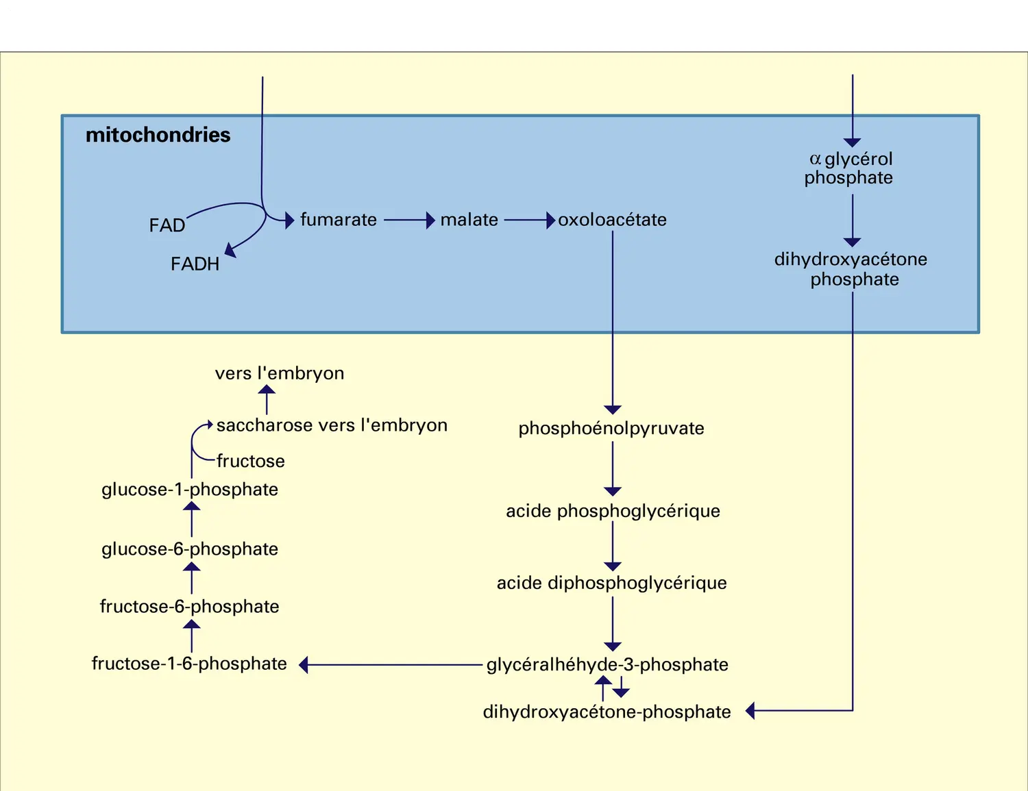 Triglycérides : catabolisme, assimilation des hexoses - vue 2