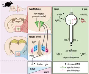 Contrôle de l’axe thyréotrope de la prise alimentaire - crédits : Encyclopædia Universalis France