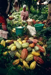 Récolte du cacao, Java - crédits : 	xPACIFICA/ Stone/ Getty Images