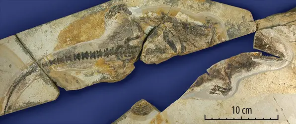 <em>Castorocauda lutrasimilis</em> - crédits : Dr. Zhe-Xi Luo, University of Chicago