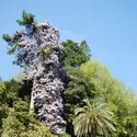 Jardin botanique de la villa Carlotta, Italie - crédits : Marie Potage