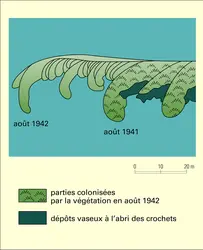 Flèche à crochets multiples de Solager - crédits : Encyclopædia Universalis France