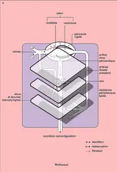 Mollusque et Vertébré - crédits : Encyclopædia Universalis France