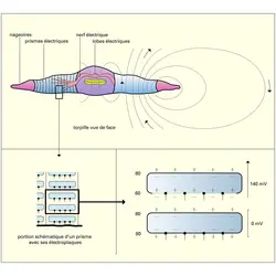 Torpille (poisson électrique) - crédits : Encyclopædia Universalis France