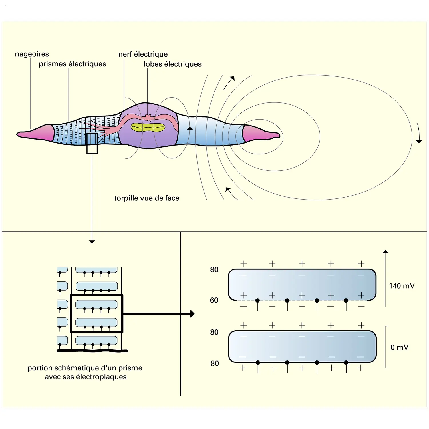 Torpille (poisson électrique)