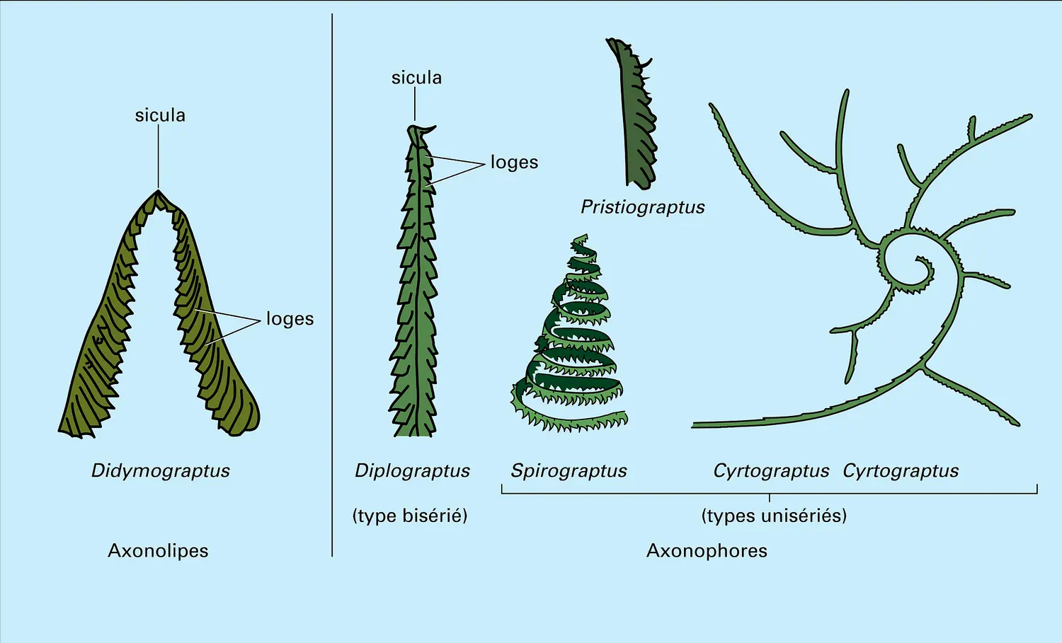 Graptoloïdes