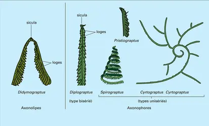 Graptoloïdes - crédits : Encyclopædia Universalis France