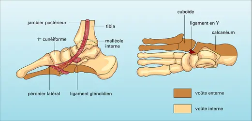 Pied plantaire - crédits : Encyclopædia Universalis France