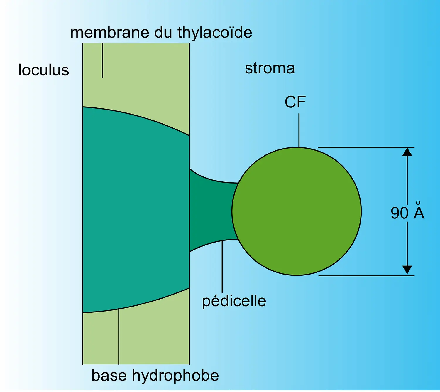 Complexe moléculaire de l'ATPase chloroplastique