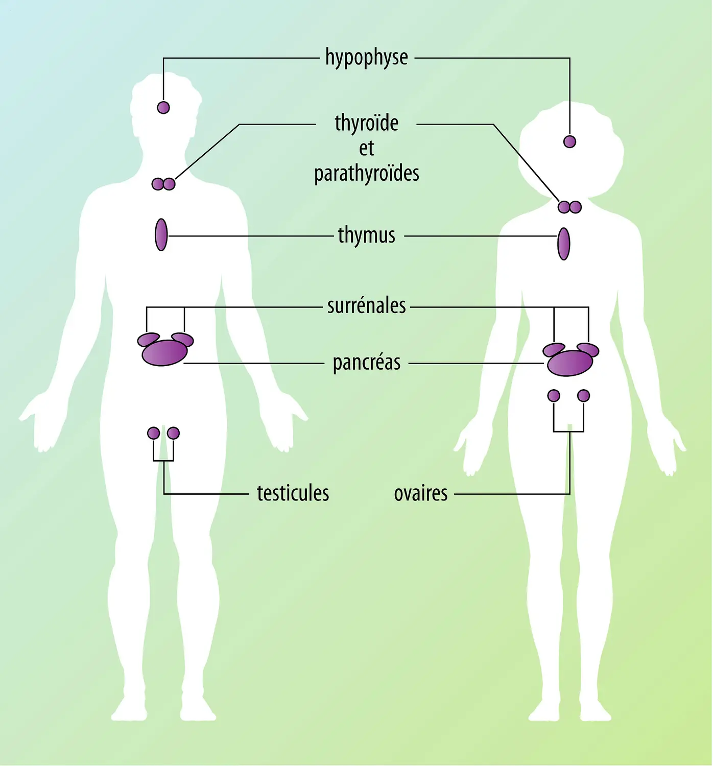 Système endocrinien chez l'homme et la femme