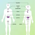 Système endocrinien chez l'homme et la femme - crédits : Encyclopædia Universalis France