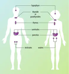 Système endocrinien chez l'homme et la femme - crédits : Encyclopædia Universalis France