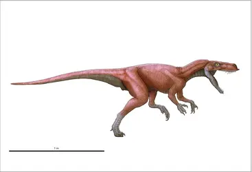 Herrerasaurus - crédits : Encyclopædia Universalis France