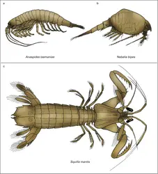 Malacostracés primitifs - crédits : Encyclopædia Universalis France