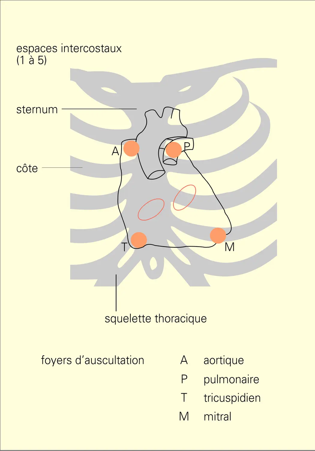 Repères cardiologiques - vue 1