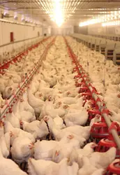 Élevage industriel de poulets de chair - crédits : Branislavpudar/ Shutterstock