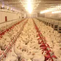 Élevage industriel de poulets de chair - crédits : Branislavpudar/ Shutterstock