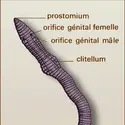 Lumbricus, vue ventrale - crédits : Encyclopædia Universalis France