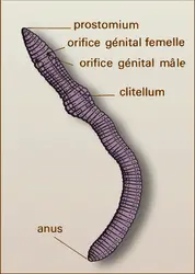 Lumbricus, vue ventrale - crédits : Encyclopædia Universalis France