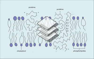 Place et rôle dans les cytomembranes - crédits : Encyclopædia Universalis France