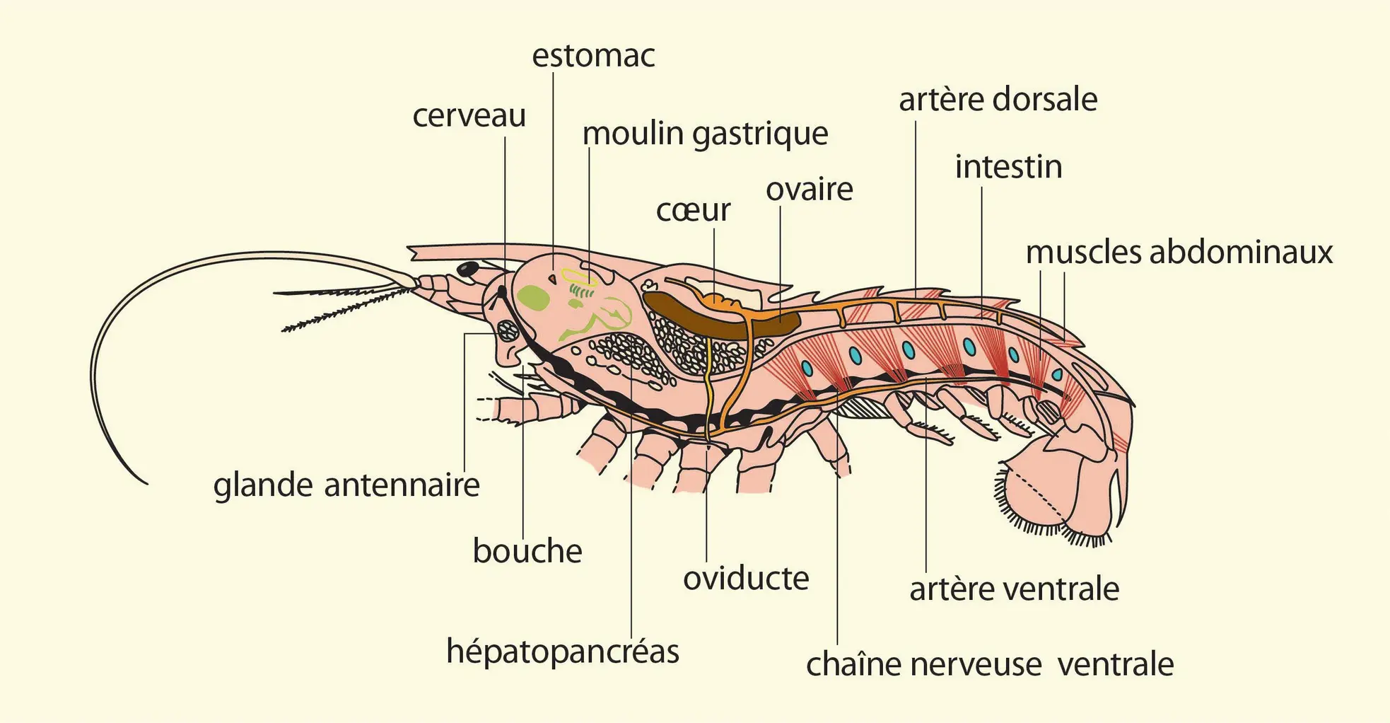 Crustacés : organisation interne