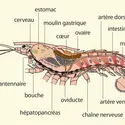 Crustacés : organisation interne - crédits : Encyclopædia Universalis France