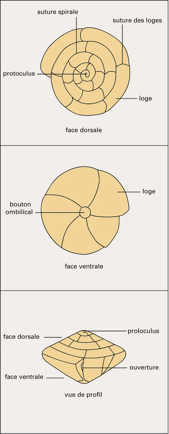 Morphologie du test