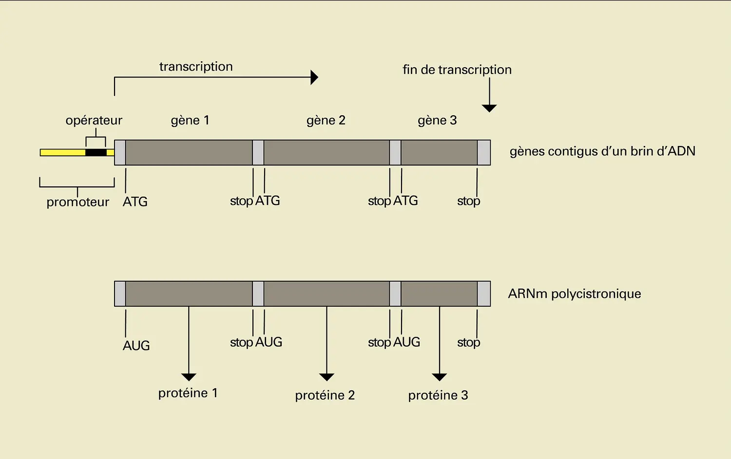 Procaryotes