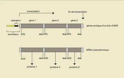 Procaryotes - crédits : Encyclopædia Universalis France