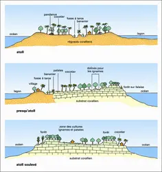 Types d'aménagement agraire en Océanie insulaire (1) - crédits : Encyclopædia Universalis France