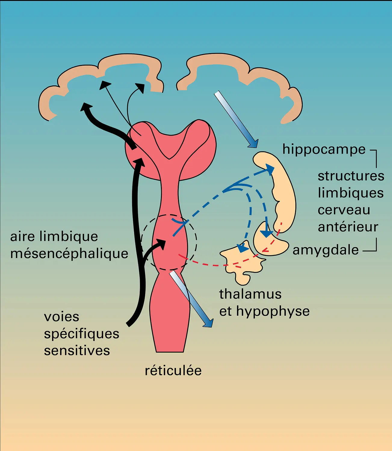 Hypothalamus : connexions avec l'aire limbique
