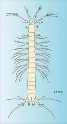 Crustacé du genre Bathynella - crédits : Encyclopædia Universalis France