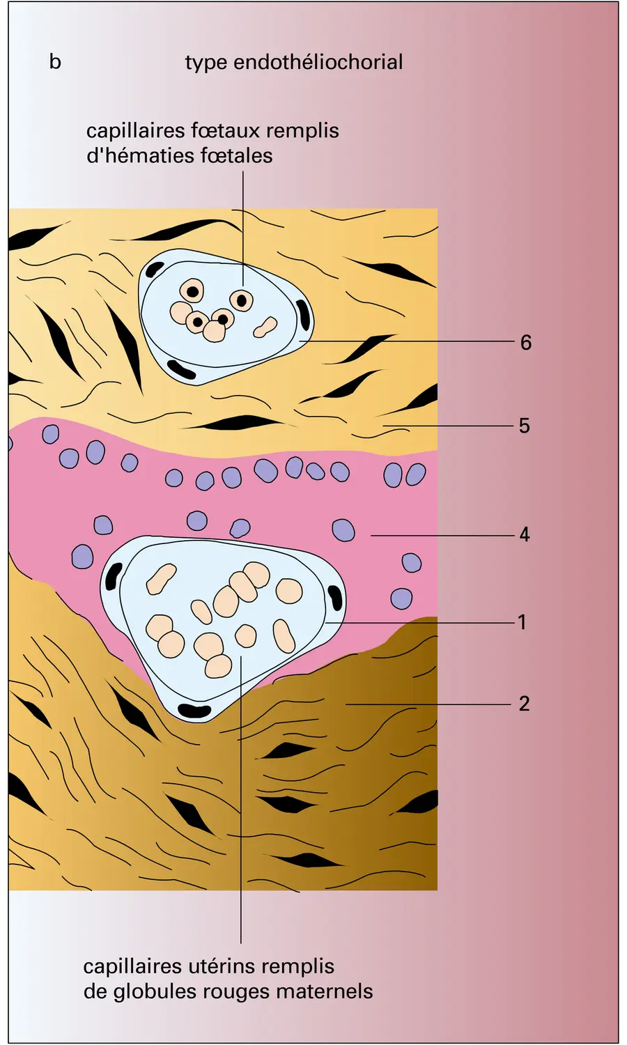 Membrane placentaire - vue 2