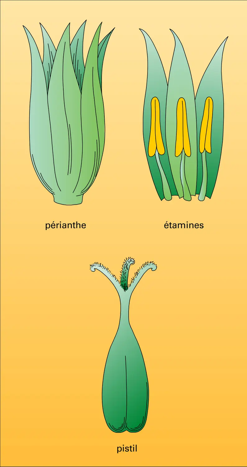 Jonc : fleur et fruit - vue 1