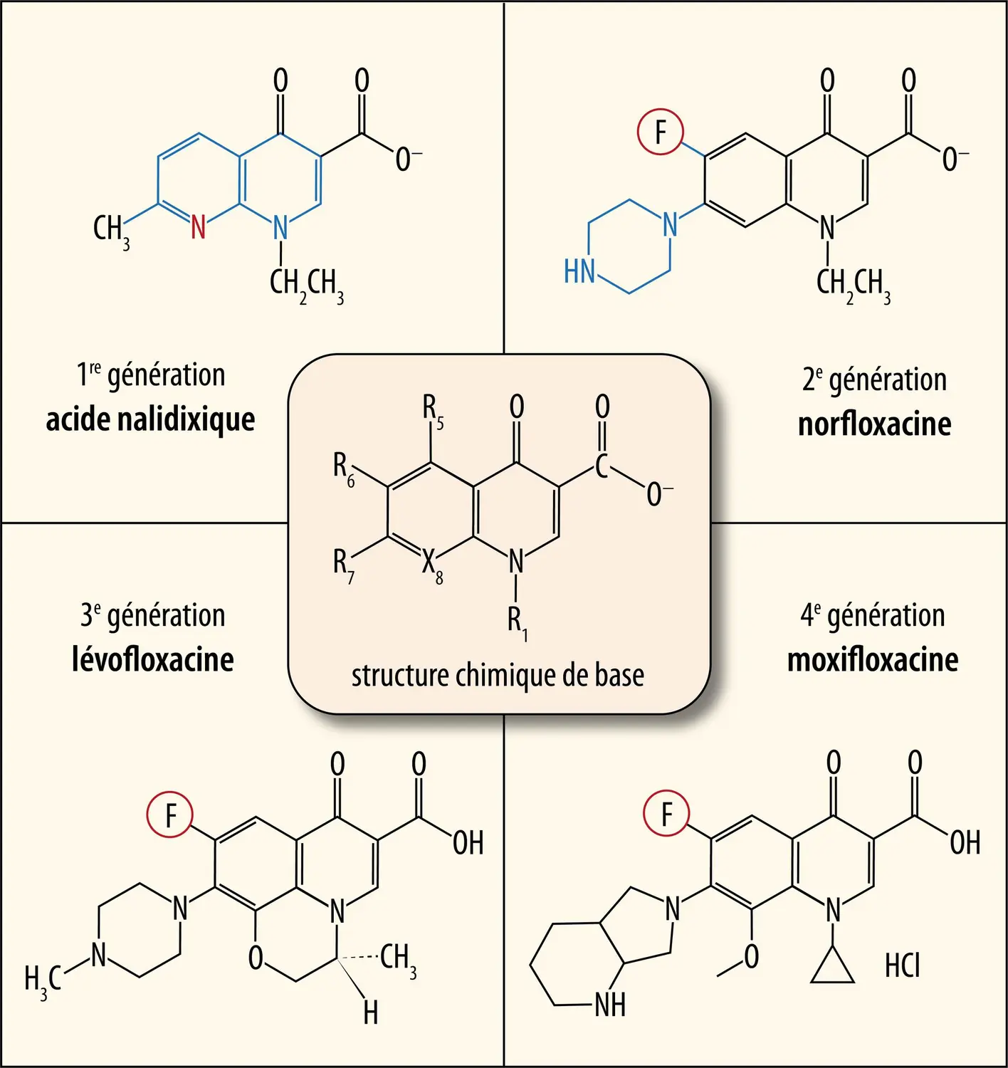 Relation structure-activité de la famille des quinolones-fluoroquinolones