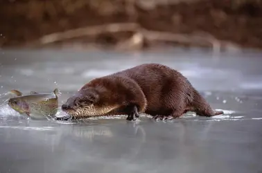 Loutre - crédits : Daniel J. Cox/ The Image Bank/ Getty Images