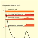 Croissance de l'enfant - crédits : Encyclopædia Universalis France