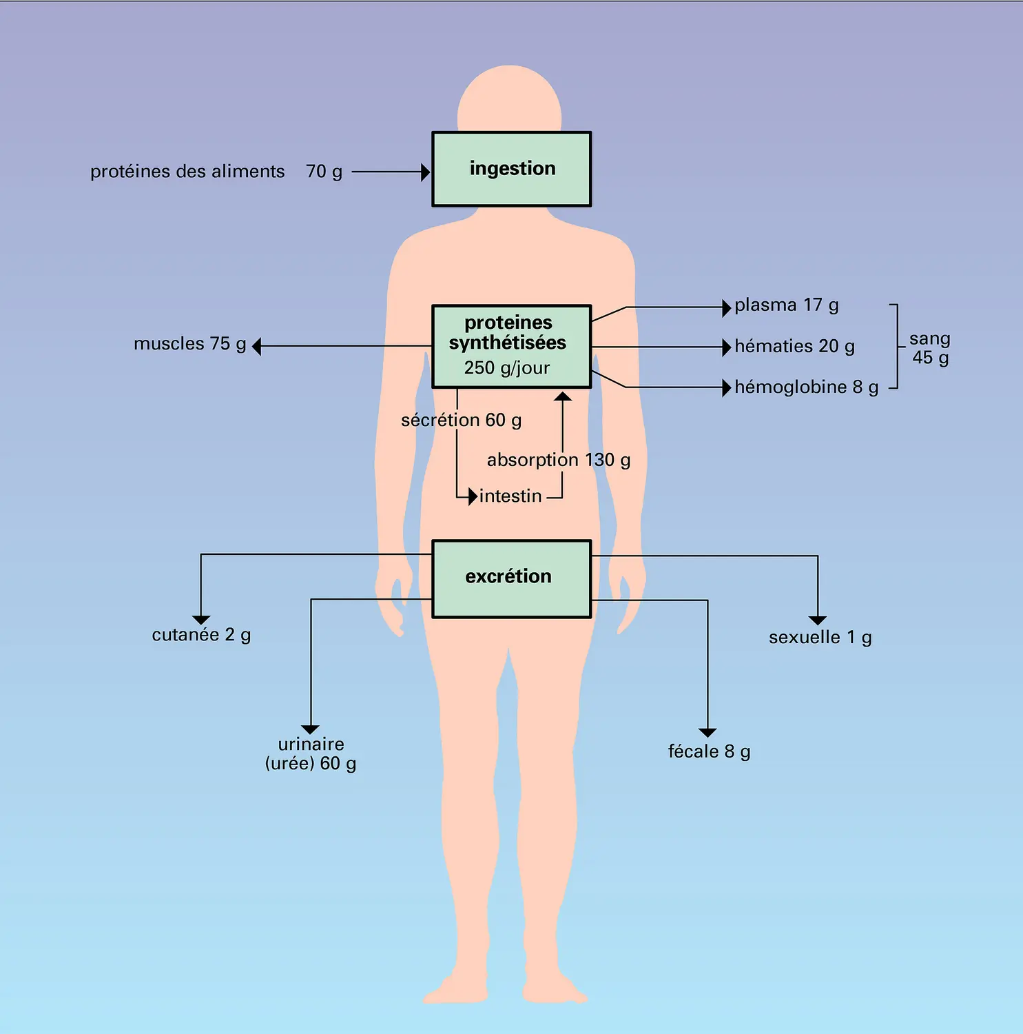 Métabolisme protéique de l'homme