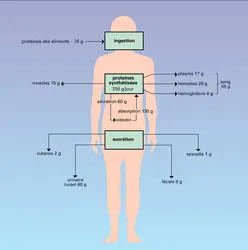 Métabolisme protéique de l'homme - crédits : Encyclopædia Universalis France