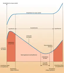 Thermogenèse des homéothermes - crédits : Encyclopædia Universalis France