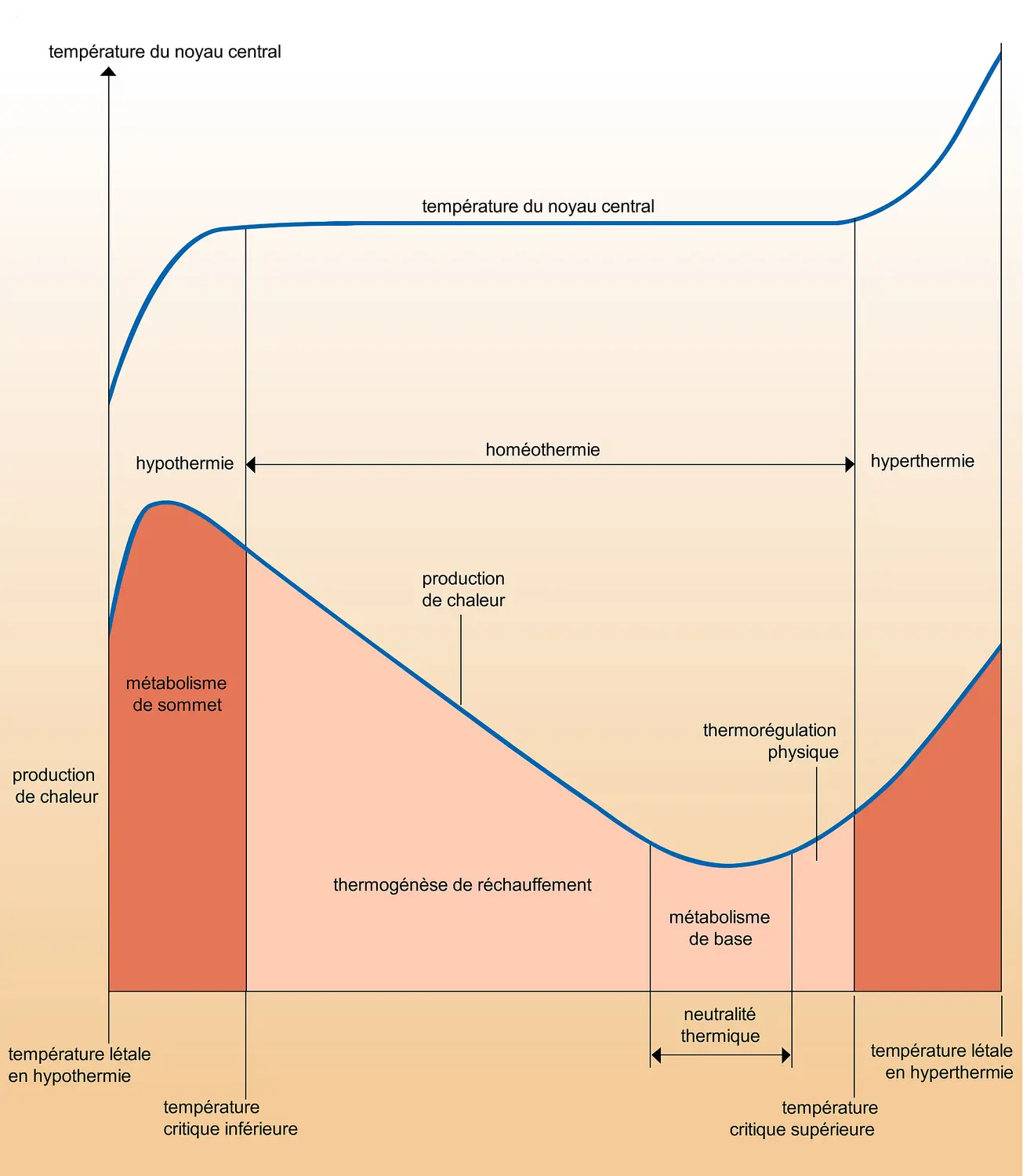 Thermogenèse des homéothermes