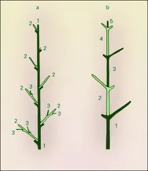 Joubarbe avant floraison - crédits : Encyclopædia Universalis France