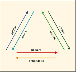 Relations entre polaire, podaire et inverse - crédits : Encyclopædia Universalis France