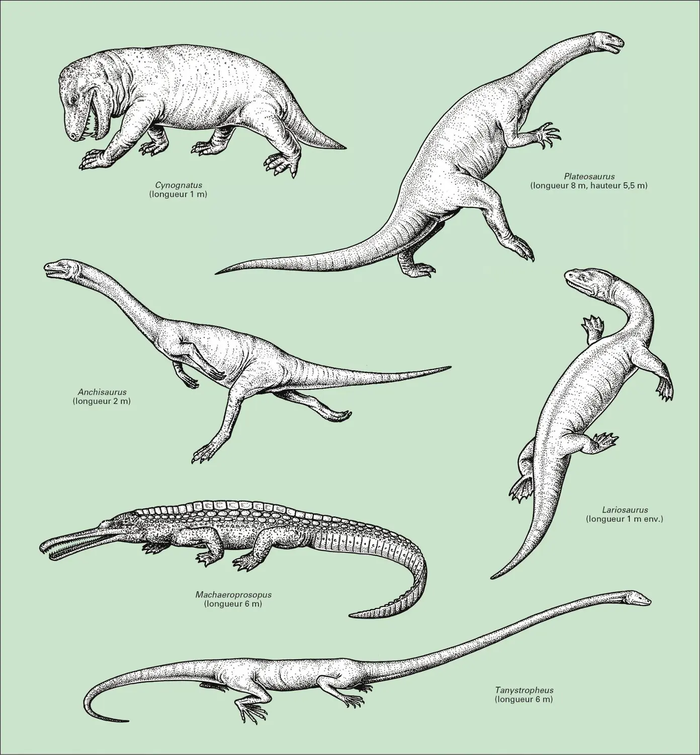 Trias : reptiles