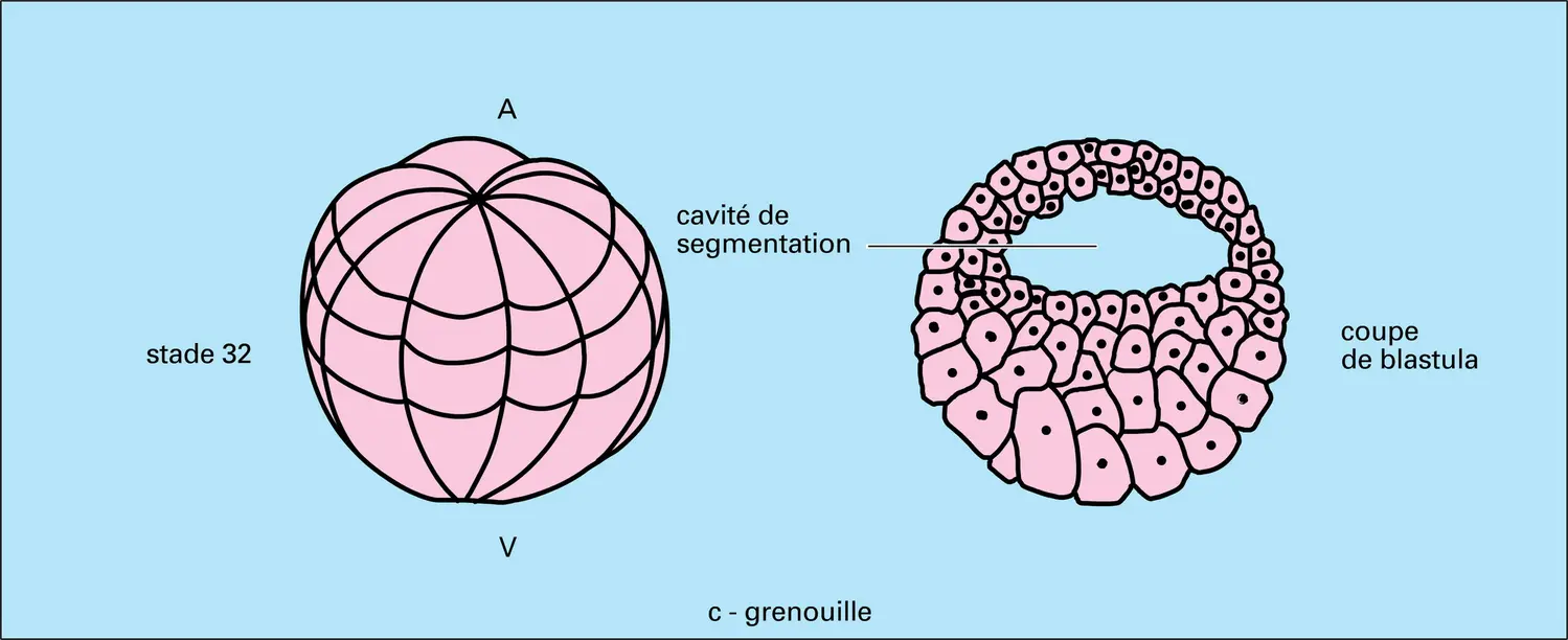 Segmentation : modalités et résultats - vue 3