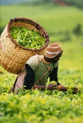 Récolte du thé au Burundi - crédits : Bruno De Hogues/ The Image Bank/ Getty Images