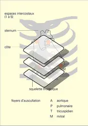 Repères cardiologiques - crédits : Encyclopædia Universalis France