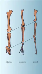 Développement des segments - crédits : Encyclopædia Universalis France