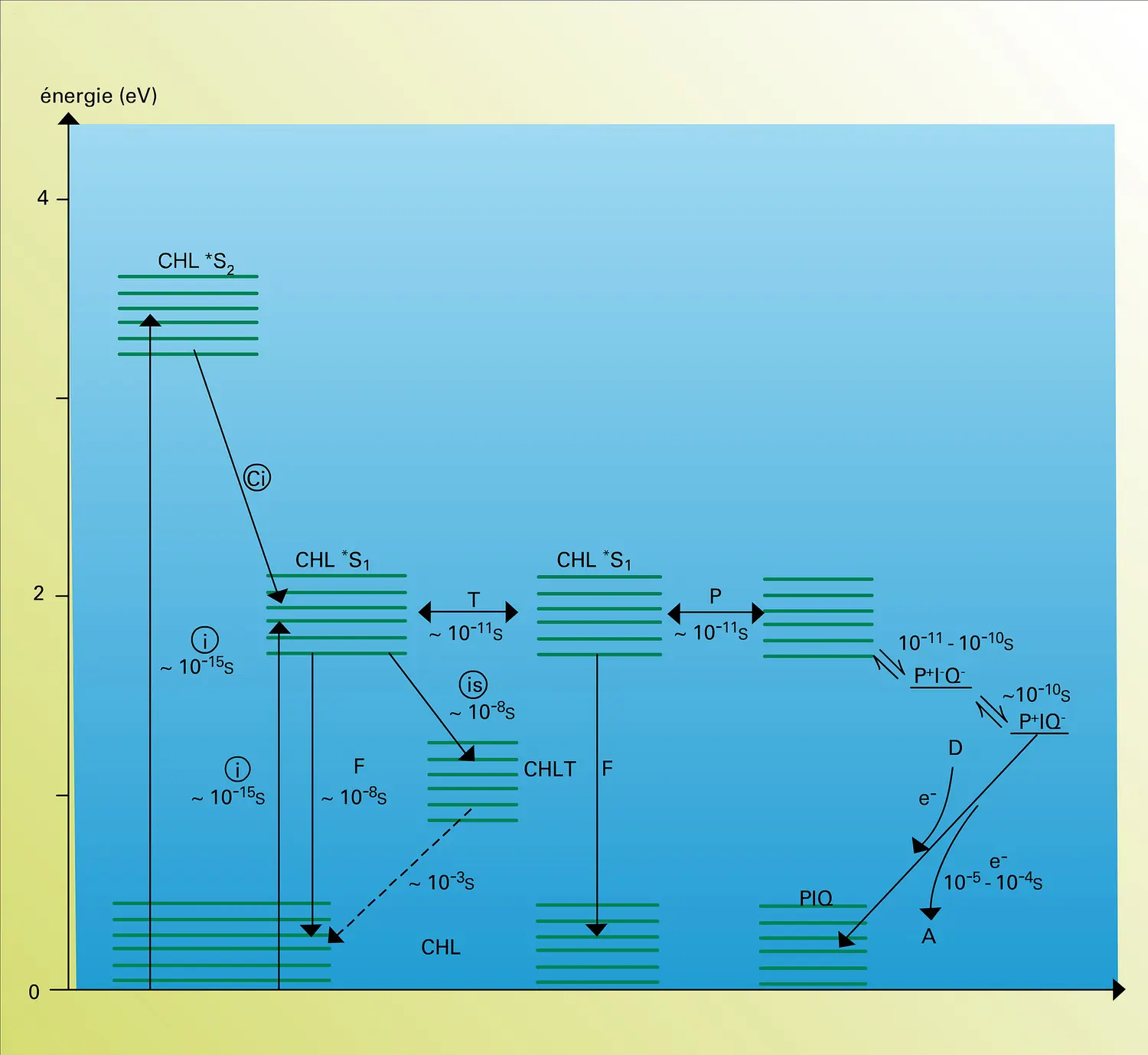 Niveaux d'énergie de la chlorophylle